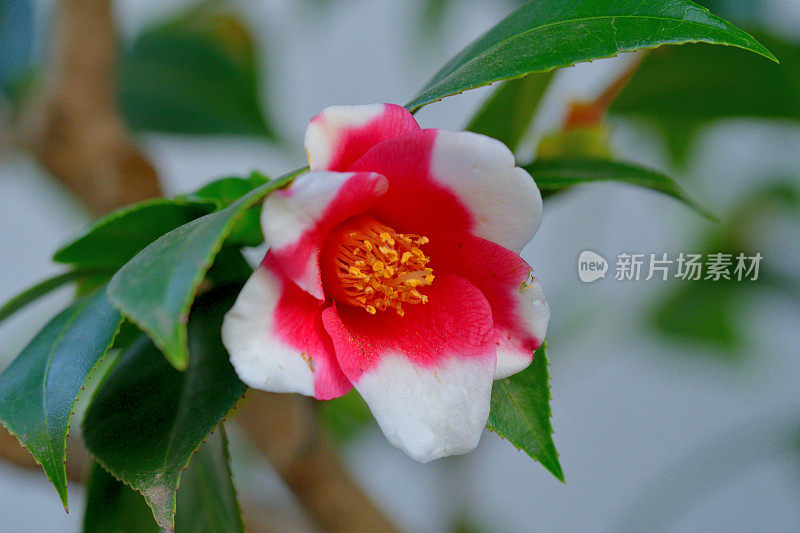 山茶花/日本山茶花花:红色，粉红色和白色